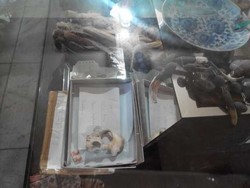 Jangan Coba-coba Curi Tengkorak di Toraja!