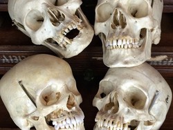 Toko Suvenir Aneh di Amerika, Jual Tengkorak Manusia