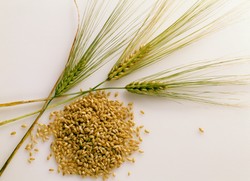 5 Jenis Biji-bijian Kuno Ini Bisa Menjadi Asupan Nutrisi yang Hebat