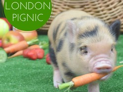 Yelp Hadirkan Pop-up Kafe untuk Piknik Bersama Babi Mini