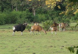 Melihat Hewan Eksotis Asli Jawa di Taman Nasional Ujung Kulon