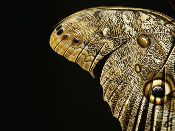 Melihat Beragam Kupu-kupu Cantik