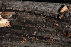 Berperang Melawan Rayap Perusak