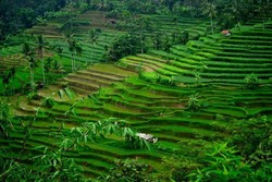 Antara Subang dan Sumedang, Ada Terasering Secantik Ini