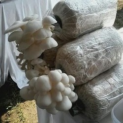 Selain Bisa Datangkan Jutaan Rupiah, Ini Keuntungan Budidaya Jamur Tiram