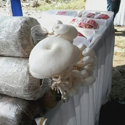 Booming Jamur Tiram di Karawang