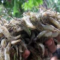 Udang Asal Indonesia Rajai Pasar AS