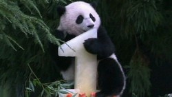 Digigit Panda, Pria China Dapat Ganti Rugi US$ 80 Ribu