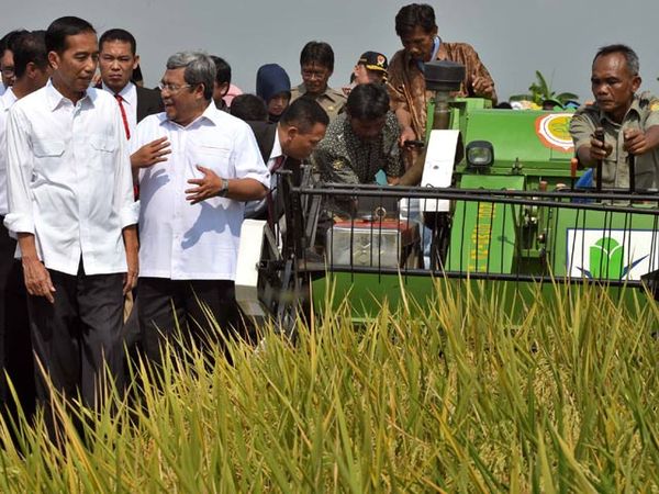 Jokowi Panen Raya di Indramayu