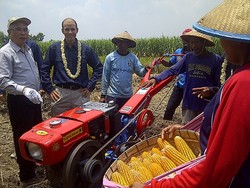 Belum Terapkan Bioteknologi, Produksi Jagung Indonesia Kalah dari Filipina