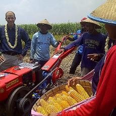 Belum Terapkan Bioteknologi, Produksi Jagung Indonesia Kalah dari Filipina