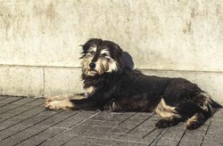 Anjing-anjing Nan Lucu di Istanbul