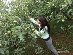 Fresh! Banyuwangi & 6 Destinasi Penghasil Buah