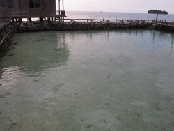 Ssst, Tempat Penangkaran Hiu di Karimunjawa Tak Cuma Satu!