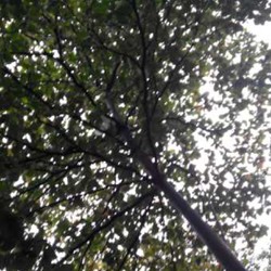 Cegah Maksiat di Hutan Kota Bekasi: Taruh Speaker dan Pasang Lantunan Quran