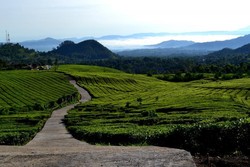 Terpikat Pesona Kebun Teh di Ciater