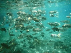 Cuma di Klaten! Snorkeling Tapi Bukan di Laut