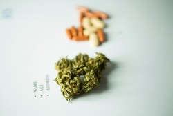 Tak Cuma untuk Manusia, Ganja Medis Kini Juga Diperjuangkan untuk Hewan