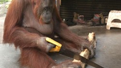 Riset: Orangutan Menutup Mulut untuk Mengubah Suara
