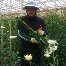 Berbisnis Sekaligus Bertani Bunga Krisan dengan Mereguk Berkah