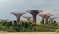 Lee Kuan Yew, Bapak Penghijauan Singapura