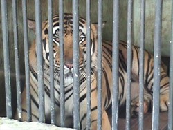 Harimau Terluka Resahkan Warga Labuhanbatu Utara