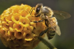 Sedang Menonton Pertandingan Bisbol, Pria Ini Disengat Lebah Ratusan Kali