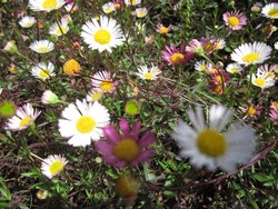 Hamparan Bunga Krisan yang Cantik di Gunung Prau