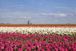 Mengenal 10 Negara Paling Bahagia di Dunia (1)