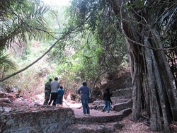Penampakan Pohon Sakti di Kuburan Trunyan, Bali