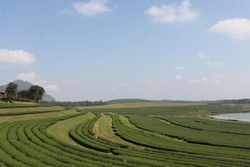 Singha Park, Taman Indah di Utara Thailand