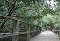 Ternyata Demak Punya Hutan Mangrove Secantik Ini