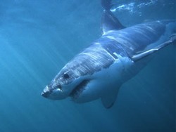 Berenang di Laut Merah, Turis Jerman Tewas Digigit Hiu