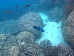 Bawah Laut Pulau Cemara Kecil Karimunjawa, Cantik Banget!