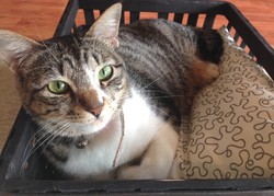 Kafe dengan Kucing-Kucing Menggemaskan dan Lucu Kini Hadir di Jakarta