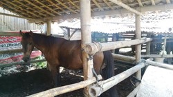 Kusir Andong Anggap Kuda Bunting Harus Diajak Bekerja Supaya Lahiran Lancar