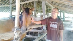 Cara Tradisional Para Kusir Merawat Kuda Andong: Telur Bebek Hingga Pijat