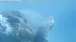 Bayi Kuda Nil yang Baru Lahir Belajar Berenang