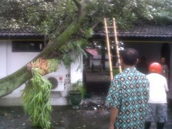 Pohon Berusia Ratusan Tahun di Keraton Yogya Roboh karena Angin Kencang