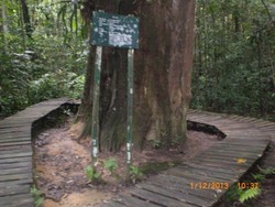 Taman Nasional Kutai Punya Pohon Usia 1.000 Tahun