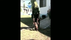 Bayi Orangutan ini Dikurung di Kandang Ayam