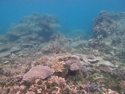 Ada Hutan Bawah Laut di Pulau Kecil, Karimunjawa