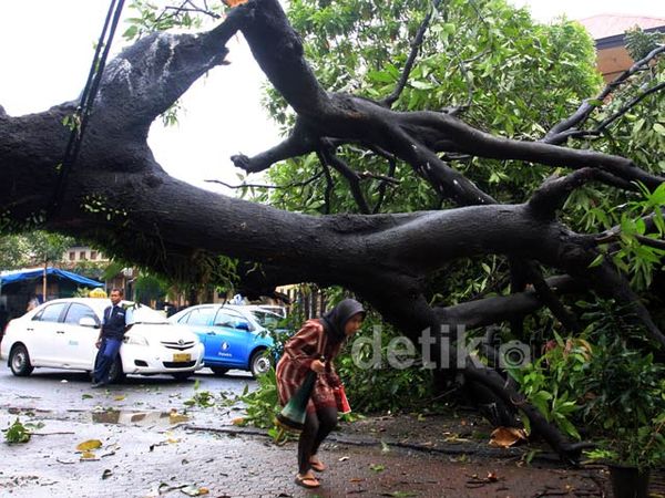Pohon Tumbang di Jalan Sisingamangaraja