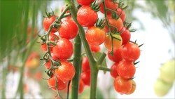 King Tomato, Tomat Lokal Kualitas Premium Memasuki Pasar Jakarta