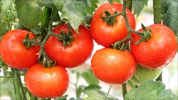 Tomat Matang Sempurna dengan Kualitas Prima Jadi Jaminan Tomat Premium King Tomato