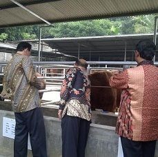 Tengok Kandang Sapi di Bogor, Ahok Asyik Foto-foto