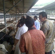Ahok Sodorkan Nama USB Saat Diminta Berikan Nama Anak Sapi
