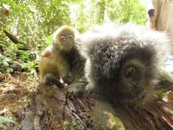 Dor! Senapan Pemburu Liar Tewaskan Lutung Perak di Hutan Kalbar