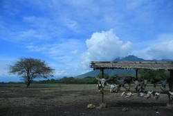 Mari Bertualang ke Africa Van Java
