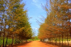 Hutan di Eropa? Bukan, Ini di Pulau Bangka